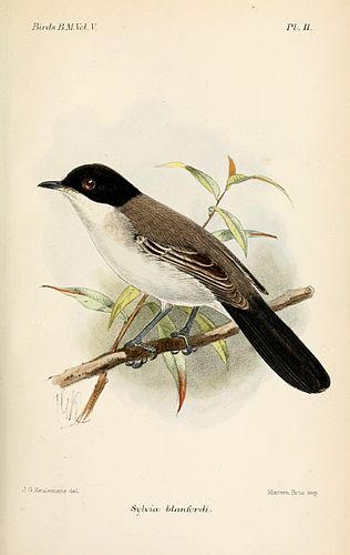 Arabian warbler